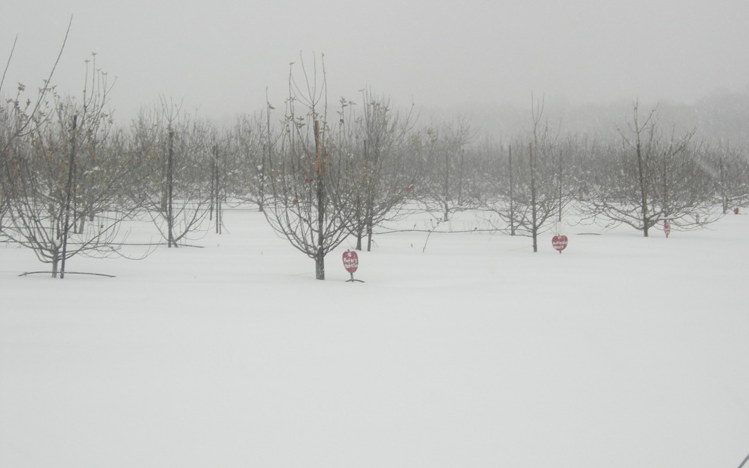 Mild Maryland Winter Could Put Hard Cider on the Hot Seat